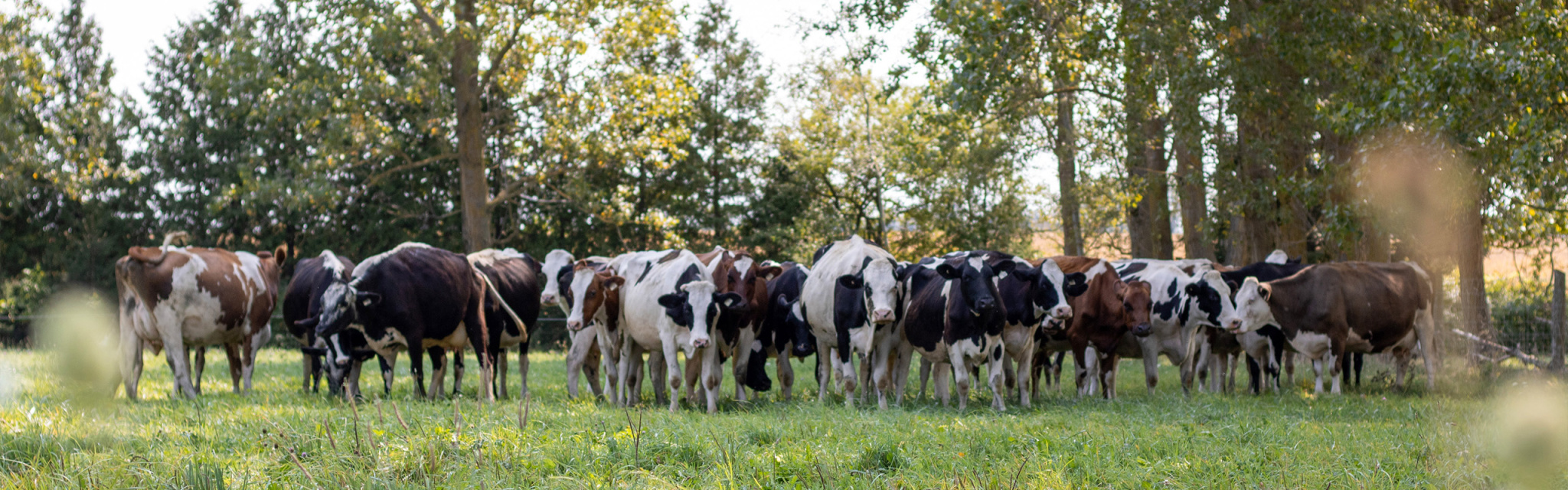 Agrifoods